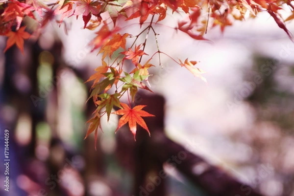 Fototapeta 赤く染まった秋の紅葉