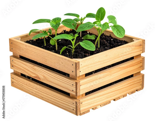 Obraz Wooden planter box with seedlings