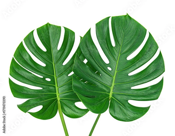 Obraz Two vibrant monstera leaves against a black background