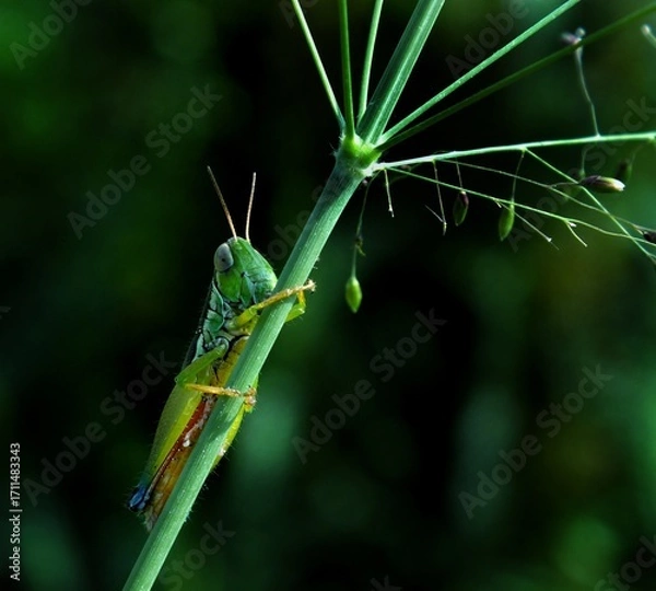 Obraz green grasshopper on a branch