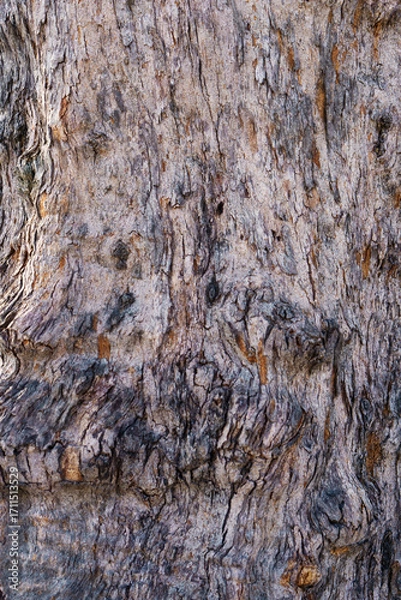 Fototapeta Textured texture pattern brown old wood in summer forest