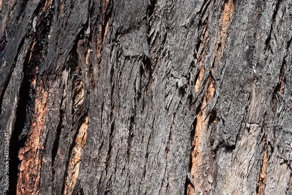 Fototapeta Eucalyptus bark texture