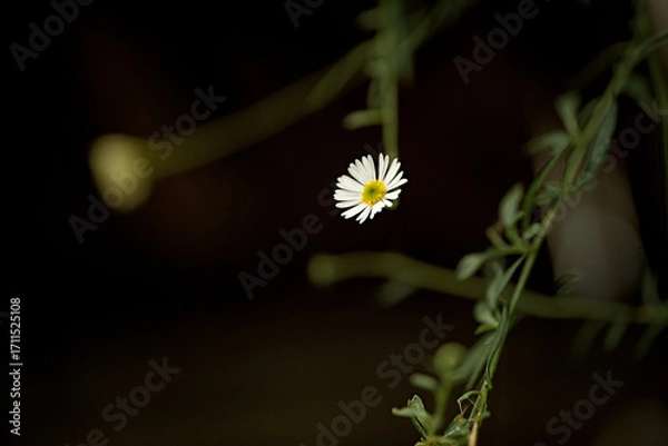 Obraz Delicate white daisy flower on dark background