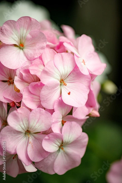 Obraz Close-up of pink geranium flowers in bloom