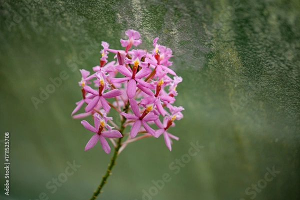 Obraz Pink orchid cluster on green background