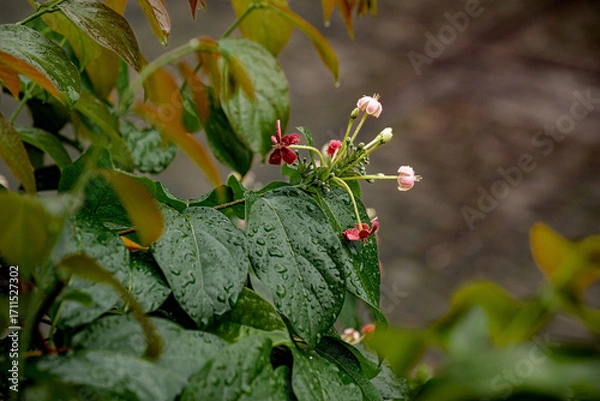 Obraz Delicate flowers and raindrops on green leaves