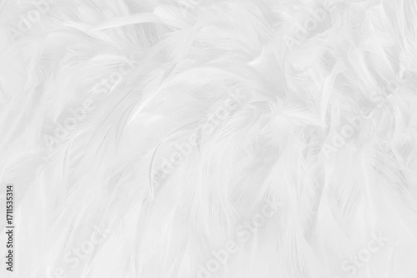 Fototapeta Beautiful white grey bird feathers pattern texture background.