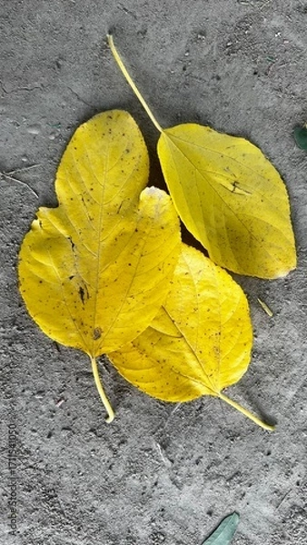 Fototapeta Yellow Leaf Texture on Ground: An eye-level shot showcases the intricate texture of yellowed leaves on rough ground, bathed in natural daylight, capturing a serene scene of nature's seasonal shift.