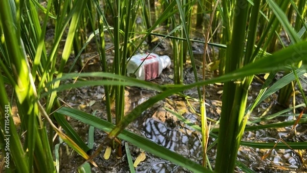 Fototapeta Plastic Waste in Wetlands: An environmental perspective on plastic waste polluting a serene wetland.  Showing a plastic container amidst lush wetland plants.