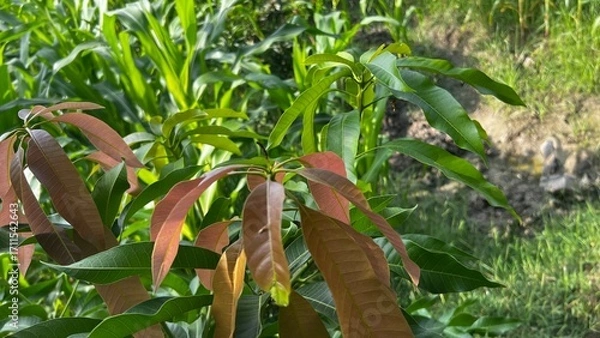 Fototapeta Fresh Mango Leaves in a Field: Capture the lush vibrancy of the nature, showcasing fresh new leaves of a mango tree emerging in a field with surrounding green foliage.