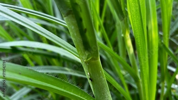 Fototapeta Lush Green Grass: A macro perspective showcases blades of fresh green grass, their vibrant textures and intricate details inviting viewers into a realm of natural beauty and life.