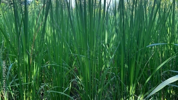 Fototapeta Lush Green Blades in the Sunlight: A field of verdant, vibrantly green blades dance in the sunlight, creating a natural, serene landscape and evoking a sense of growth and renewal.