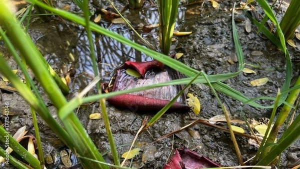 Fototapeta Red Plant in Wetlands: Close-up view of a vibrant red aquatic plant resting in a muddy, wet wetland environment, surrounded by blades of tall, green grass.