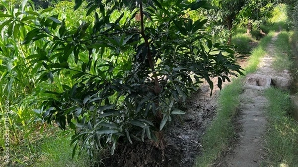 Fototapeta Lush Green Mango Tree: A vibrant mango tree thriving with abundant foliage, standing proudly along a rustic pathway in an idyllic natural landscape, inviting thoughts of a serene outdoor getaway.