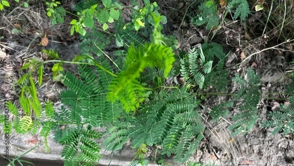 Fototapeta Vibrant Foliage Amidst Earth Tones: A close-up view reveals intricate details of lush green leaves and fern against earthy tones, showcasing the beauty of natural patterns.