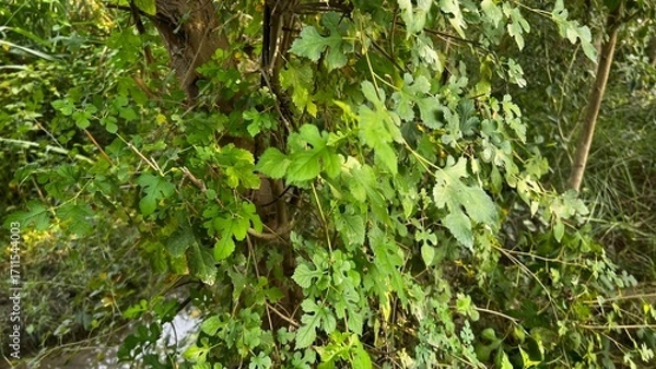 Fototapeta Vine Leaf Canopy: A vibrant display of verdant vine leaves creates a natural canopy, offering a sense of shade and tranquility.