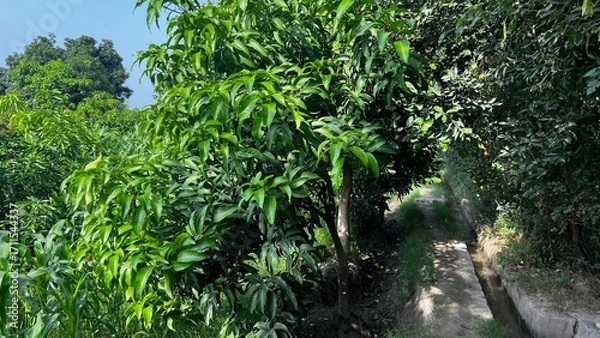 Fototapeta Serene Tree Grove: A tranquil trail meanders through a dense grove of lush, verdant trees, creating a sense of peace and natural beauty. 