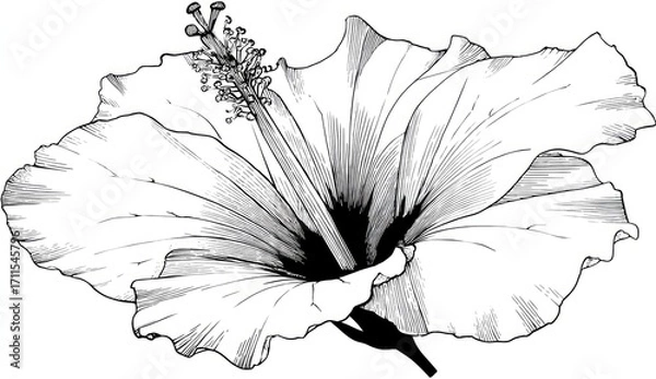 Fototapeta Detailed Line Art Drawing of a Hibiscus Flower