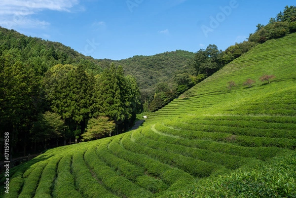 Fototapeta Large area of green tea fields in the boseong. 보성 녹차밭
