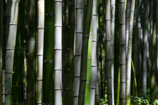 Fototapeta A view of a bamboo grove bathed in sunlight. 대나무 숲	
