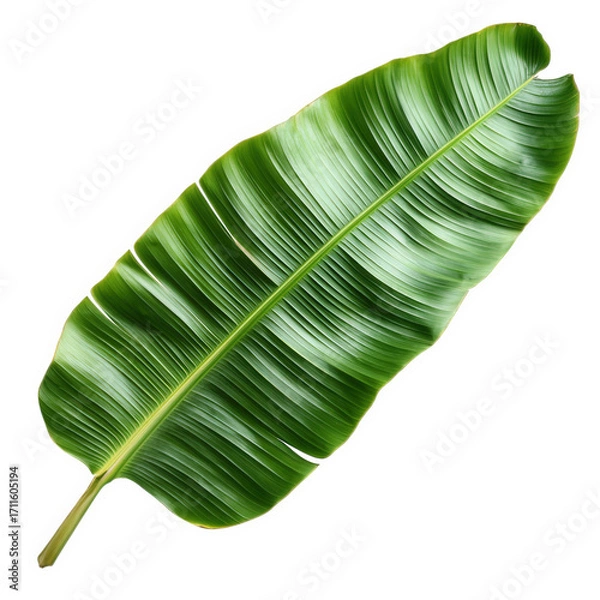 Fototapeta Vibrant green banana leaf isolated on transparent background, showcasing its natural beauty and tropical essence, perfect for adding a touch of exotic flair