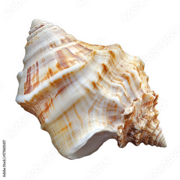 Fototapeta A captivating closeup of a seashell isolated on transparent background, showcasing its intricate patterns, textures, and the natural beauty of marine life in stunning detail