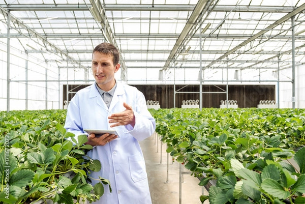 Fototapeta Scientist in a greenhouse using a digital tablet to monitor strawberry plants, illustrating smart farming, precision agriculture, and sustainable crop cultivation.
