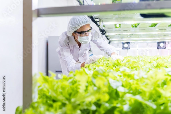 Fototapeta Technician in protective gear inspects leafy lettuce in a clean indoor vertical farm, showcasing high tech hydroponic cultivation and bright grow lights for efficient, sustainable food product.