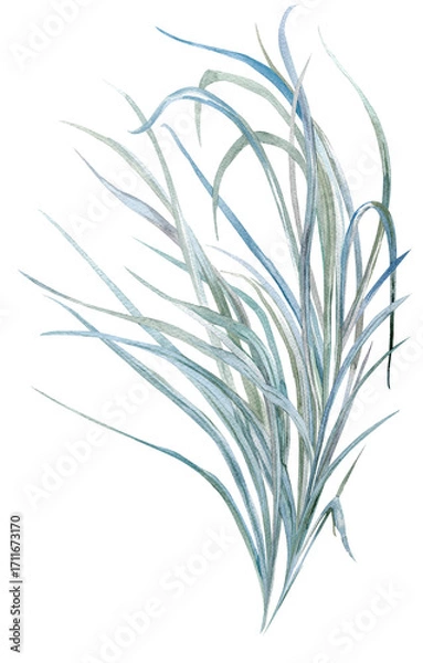 Fototapeta bush of grass painted with watercolor - an element for creating textile and postcard designs
