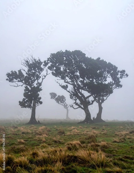 Fototapeta Misty field with windswept trees