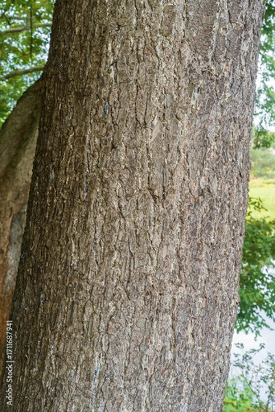 Fototapeta Trunk of Weymouth pine as a background. Pinus strobus, eastern white pine,northern white pine.