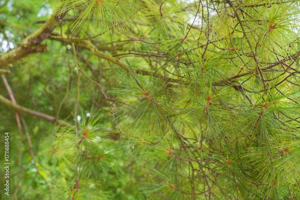 Fototapeta Branches of Weymouth pine as a background. Pinus strobus, eastern white pine,northern white pine.