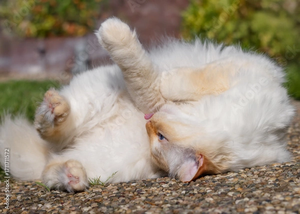 Fototapeta Happy cat rolling on the ground and sticking the tongue out