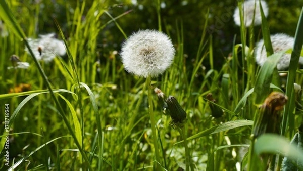 Obraz dandelions in the green grass