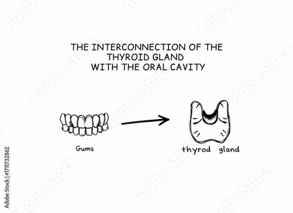 Fototapeta Diagram illustrating the connection between gums and thyroid gland  