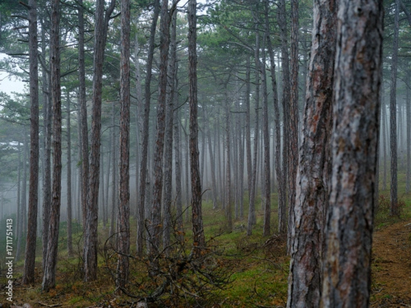 Fototapeta misty autumn forest in the morning