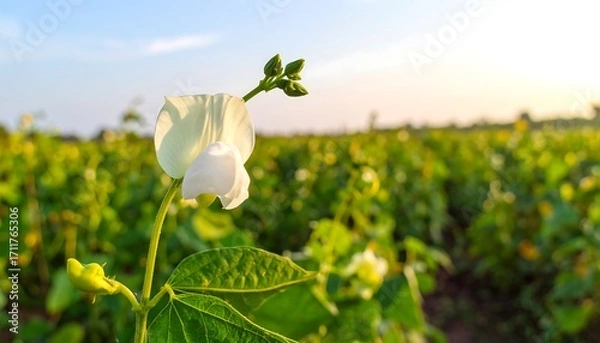 Fototapeta Close-up of a white bean flower in a field