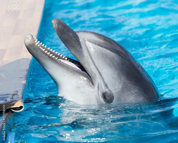 Obraz Dolphin in the pool