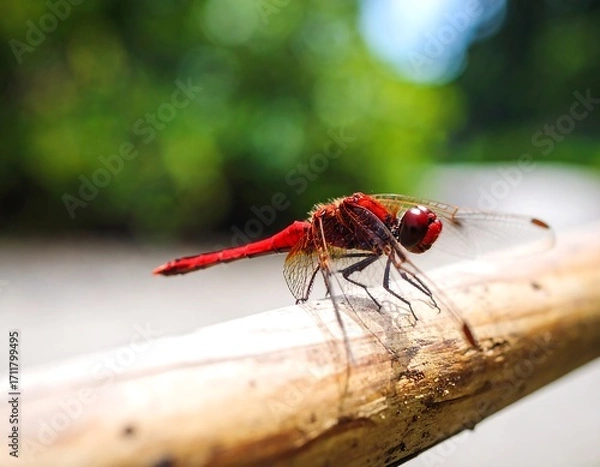 Fototapeta Red dragonfly perched on a twig