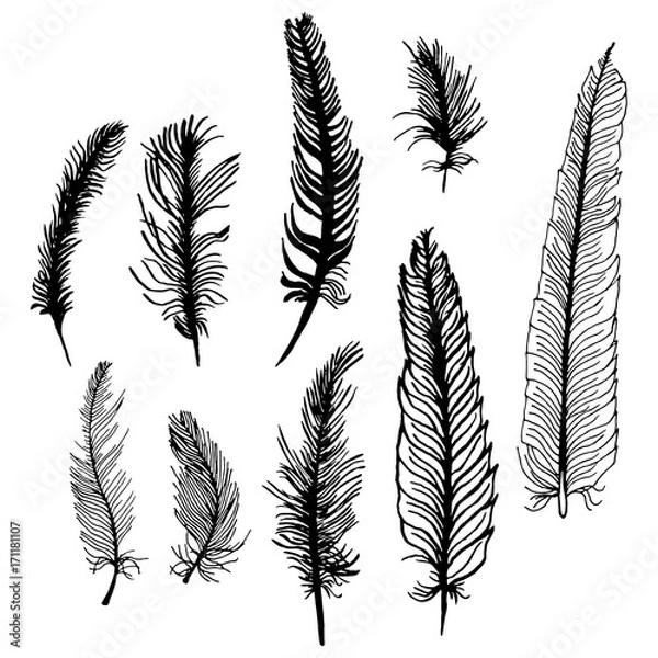 Fototapeta Set of hand drawn bird feathers isolated on white background. Boho decoration allegory black pen bird sign. abstract decoration Graphic drawing arrow line symbol element.