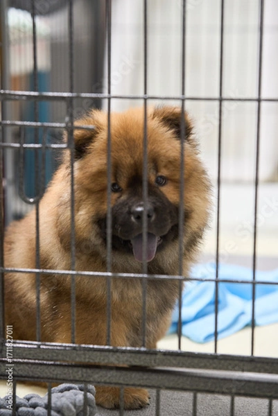 Obraz チャウチャウの赤ちゃん