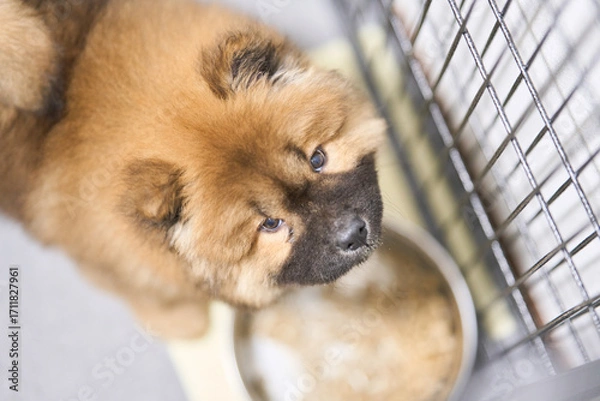 Fototapeta チャウチャウの赤ちゃん