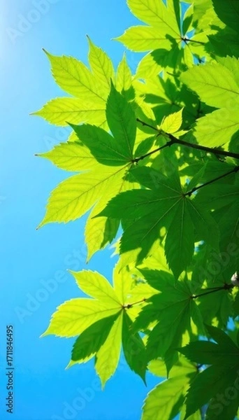 Fototapeta Vibrant green leaves of a tree canopy against a bright, clear blue sky on a sunny day Perfect for nature, environmental, or summer themes , pattern, calm