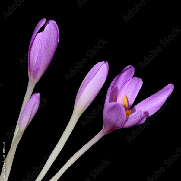 Obraz Herbstzeitlose, qu.