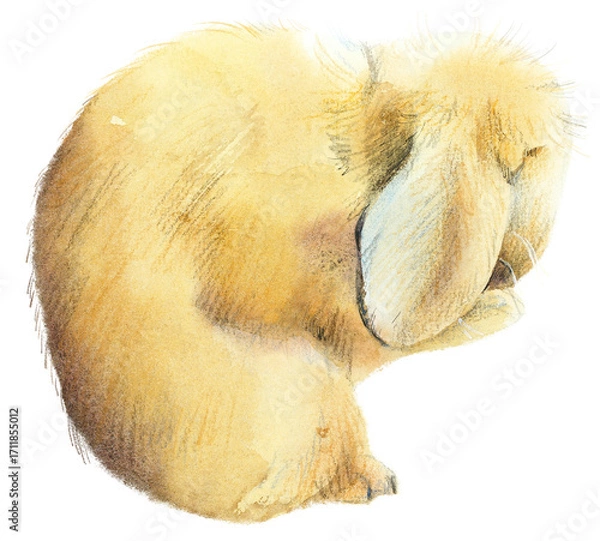 Fototapeta Funny bunny. Red rabbit washes itself. Watercolor hand drawn illustration
