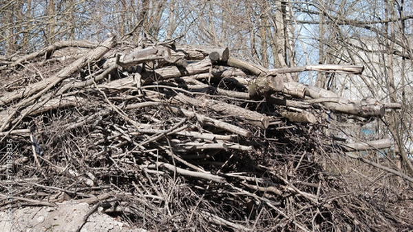 Fototapeta sawn dry tree branches piled up during forest clearing