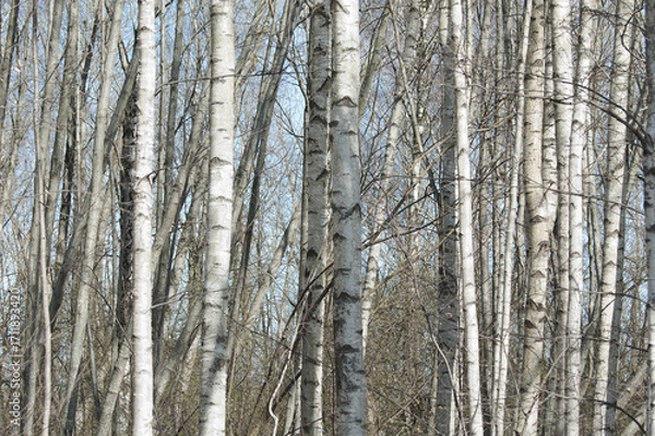 Fototapeta forest background, in the photo white birch trunks and blue sky