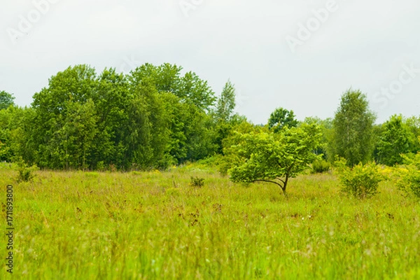 Fototapeta green summer meadow and flowers against the background of gray sky and trees