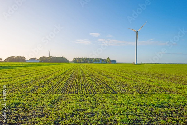 Fototapeta Field with vegetables in sunlight in summer