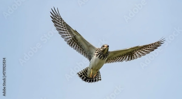 Obraz Bird in Flight Against a Sky.